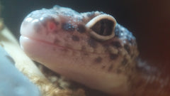 Macro Lens (4x or 8x)