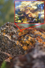 15x Micro Phone Lens