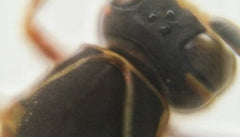 15x Micro Phone Lens