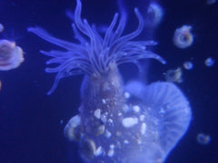 15x Micro Phone Lens