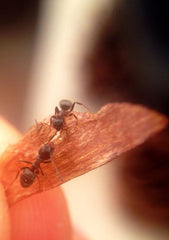 15x Micro Phone Lens