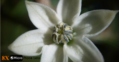 Macro Lens (4x or 8x)