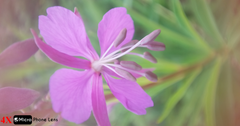 Macro Lens (4x or 8x)