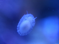 15x Micro Phone Lens