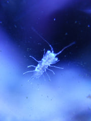 15x Micro Phone Lens